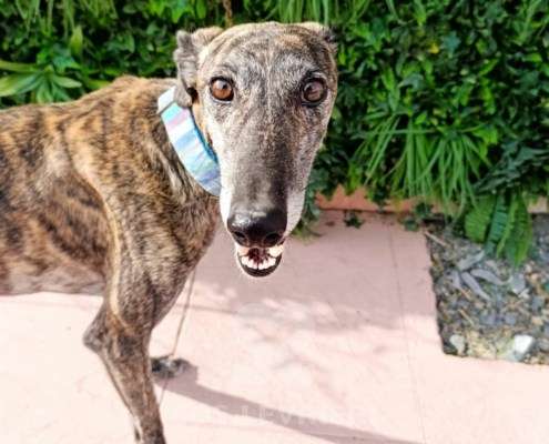 Peppermint-Galgo