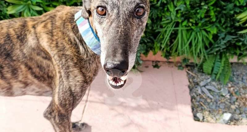 Peppermint-Galgo
