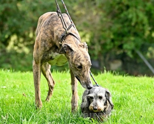 Rory-Greyhound