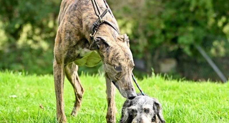 Rory-Greyhound