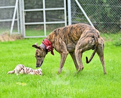 Rory-Greyhound_12 Rory-Greyhound