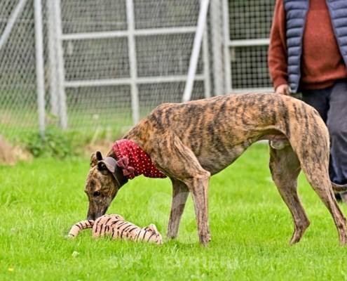 Rory-Greyhound_13 Rory-Greyhound
