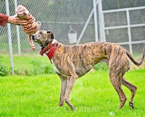 Rory-Greyhound_14 Rory-Greyhound