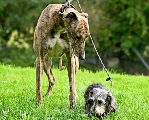 Rory-Greyhound_15 Rory-Greyhound