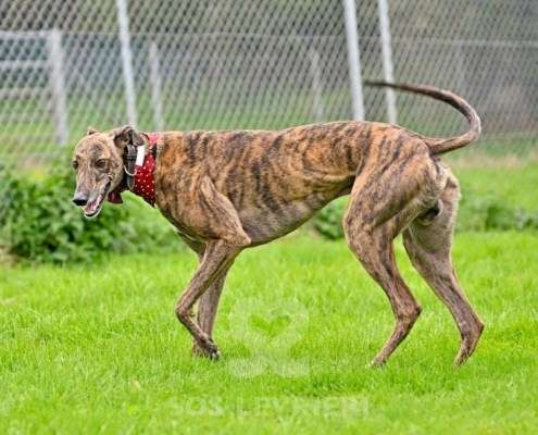 Rory-Greyhound_16 Rory-Greyhound