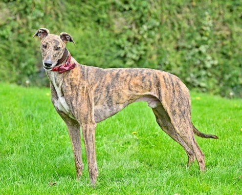 Rory-Greyhound_17 Rory-Greyhound