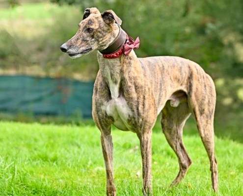 Rory-Greyhound_18 Rory-Greyhound