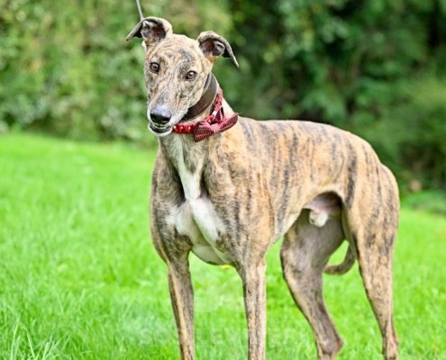 Rory-Greyhound_19 Rory-Greyhound