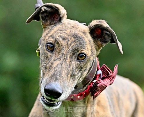 Rory-Greyhound_20 Rory-Greyhound