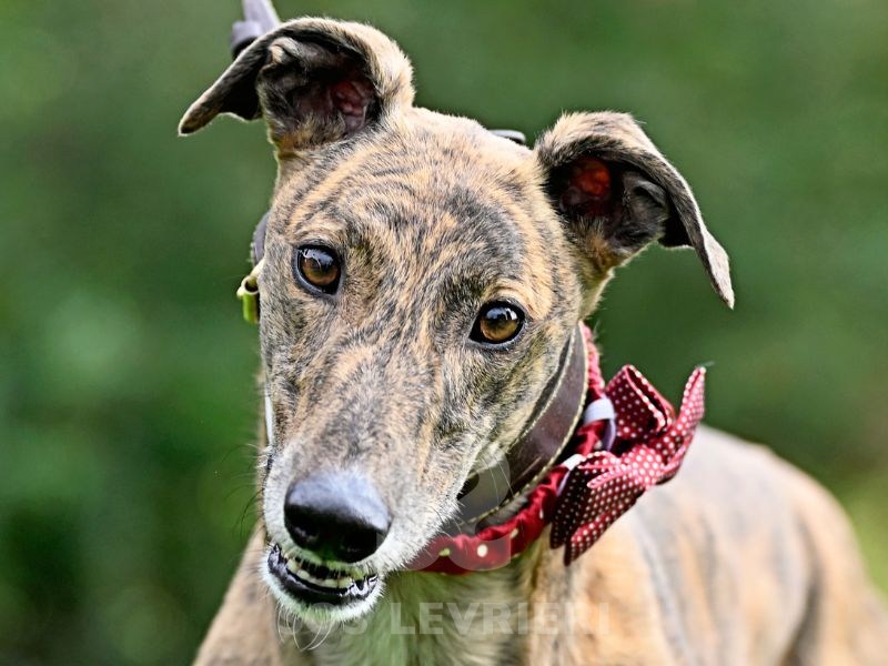 Rory-Greyhound_20 Rory-Greyhound