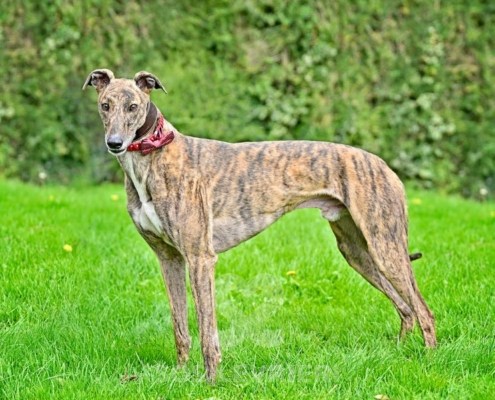 Rory-Greyhound_21 Rory-Greyhound