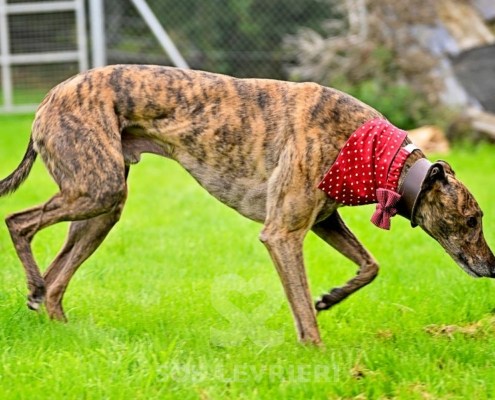 Rory-Greyhound_22 Rory-Greyhound