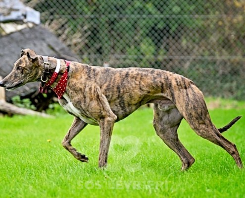 Rory-Greyhound_23 Rory-Greyhound