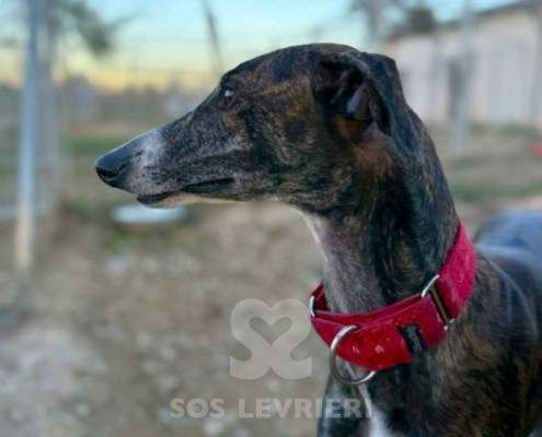 Soren-Galgo_12 Soren-Galgo
