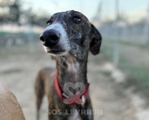 Soren-Galgo_13 Soren-Galgo