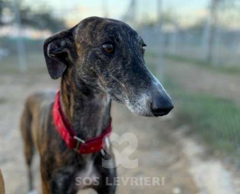 Soren-Galgo_14 Soren-Galgo