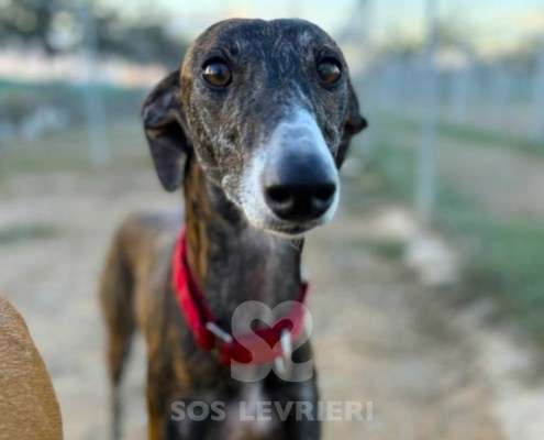 Soren-Galgo_15 Soren-Galgo