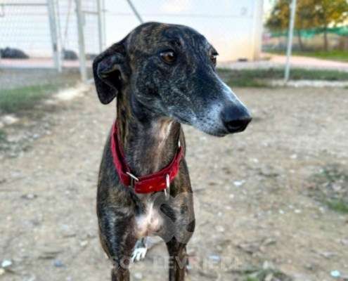 Soren-Galgo_16 Soren-Galgo