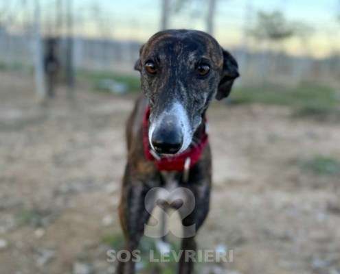 Soren-Galgo_17 Soren-Galgo