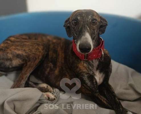 Soren-Galgo_18 Soren-Galgo