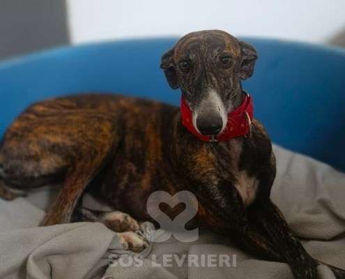 Soren-Galgo_19 Soren-Galgo