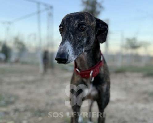 Soren-Galgo_22 Soren-Galgo