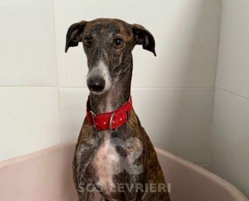 Soren-Galgo_23 Soren-Galgo