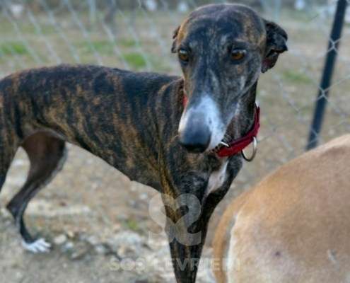 Soren-Galgo_24 Soren-Galgo