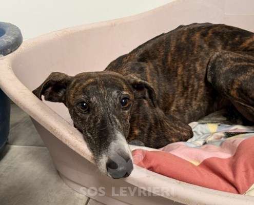 Soren-Galgo_25 Soren-Galgo