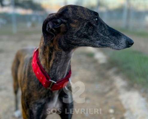 Soren-Galgo_26 Soren-Galgo