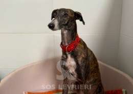 Soren-Galgo