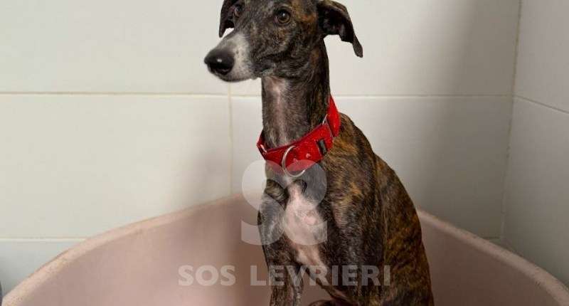 Soren-Galgo