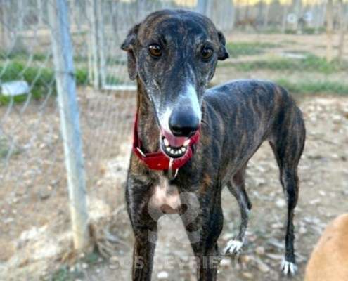 Soren-Galgo_29 Soren-Galgo