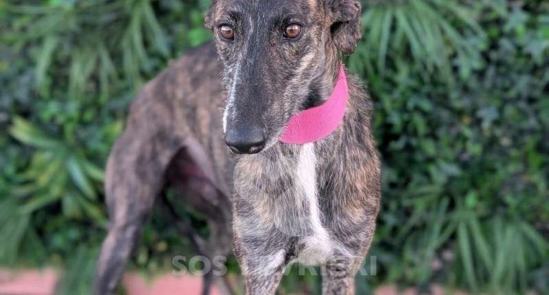 Faustino-Galgo