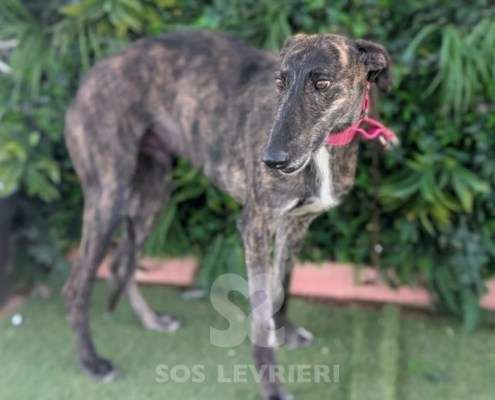 Faustino-Galgo