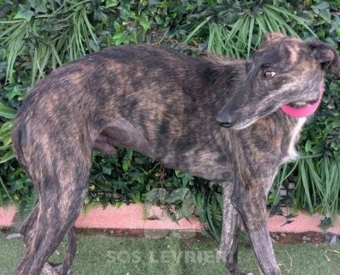 Faustino-Galgo