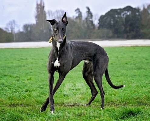 Flyer-Greyhound_14 Flyer-Greyhound