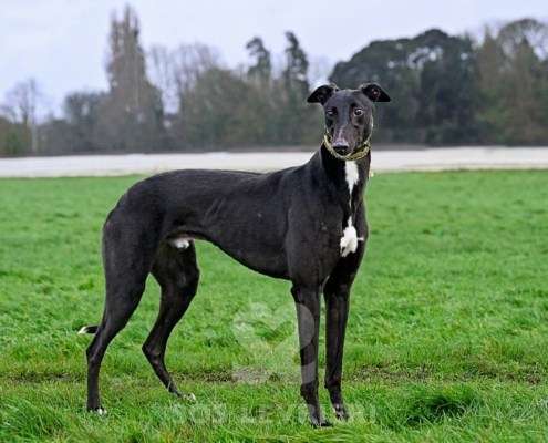 Flyer-Greyhound_15 Flyer-Greyhound