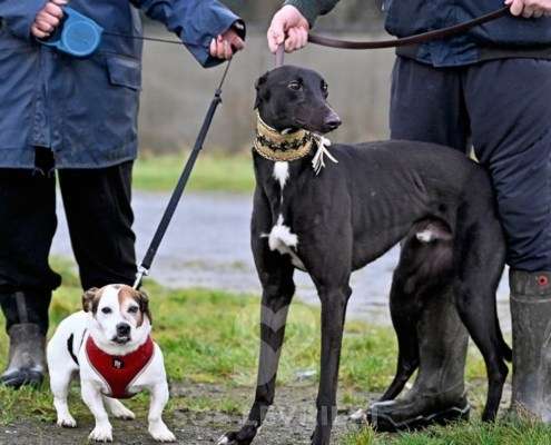 Flyer-Greyhound_17 Flyer-Greyhound