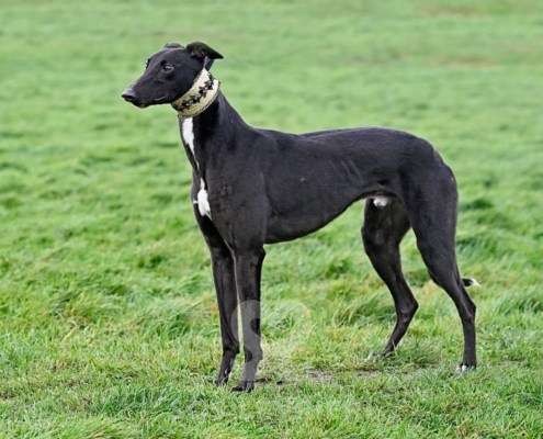 Flyer-Greyhound_18 Flyer-Greyhound