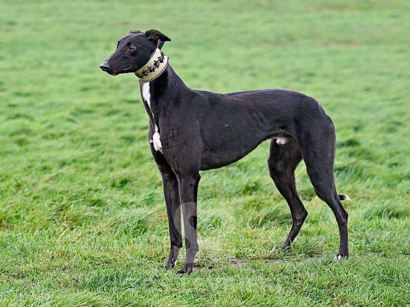 Flyer-Greyhound_18 Flyer-Greyhound