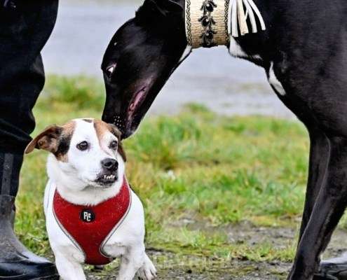 Flyer-Greyhound_21 Flyer-Greyhound