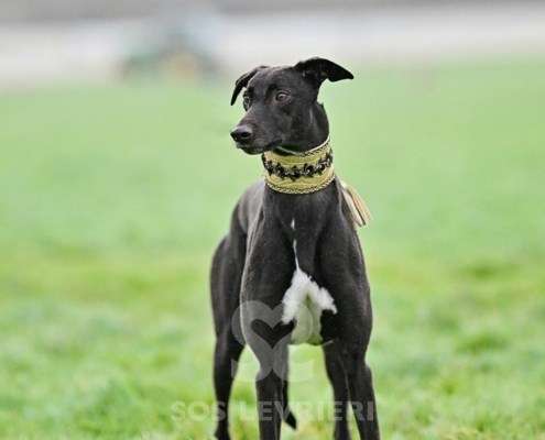 Monty-Greyhound