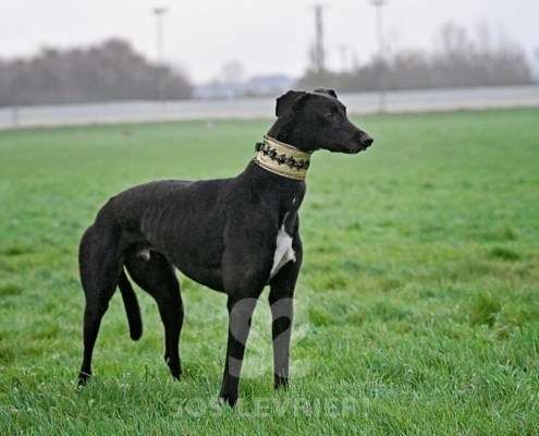 Monty-Greyhound