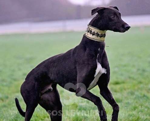 Monty-Greyhound