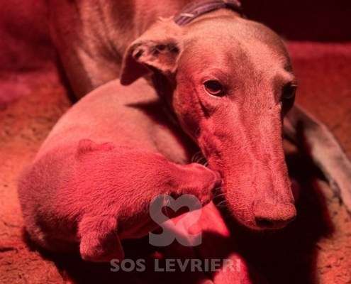 Niamh-Greyhound_11 Niamh-Greyhound