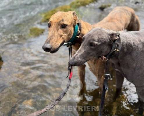 Niamh-Greyhound_12 Niamh-Greyhound