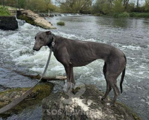 Niamh-Greyhound_13 Niamh-Greyhound