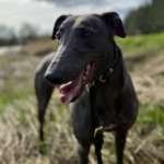 Niamh-Greyhound