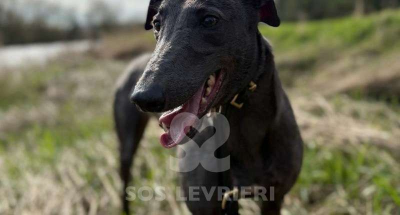 Niamh-Greyhound